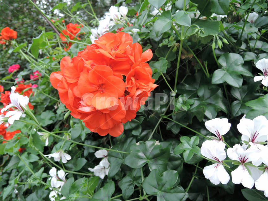 꽃,식물,flower,가든,garden,정원,예쁜,화려한,식물,자연,plants,nature,꽃,flower