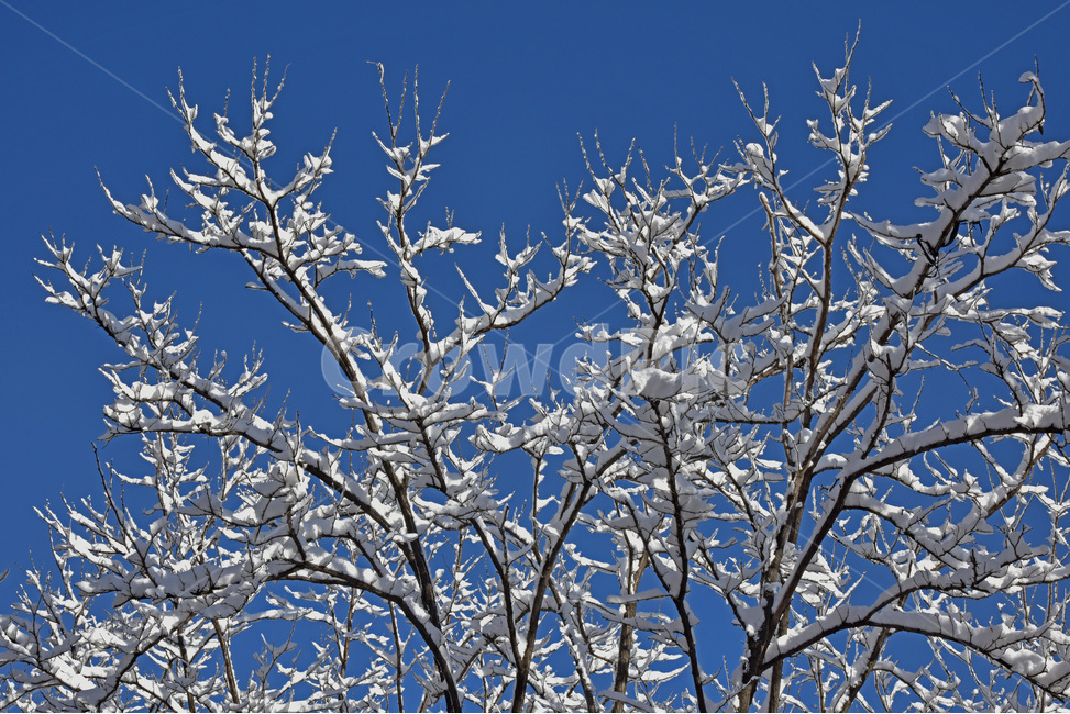 설경,snowylandscape,눈,첫눈,눈꽃,겨울풍경,snow,겨울,계절,winter,season,자연,풍경,nature,landscape,outdoors,옥외,frost,서리