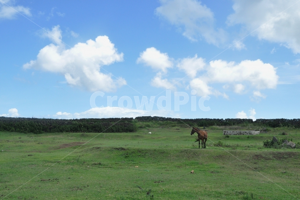 하늘,초원,말,구름,담장,자연,우도,갈색마,한마리,sky,horse,cloud,grassland,fence,landscape,Udo,green,blue,초록,nature,여름,여름풍경,한가함,한가로움,휴식,자연,풍경,nature,landscape,한국자연풍경,한국자연경관,korea nature landscape,제주도,jeju,jeju island,동물,animal,포유류,mammal,field,들,목초지,outdoors,옥외,rural,농촌,farm,농장
