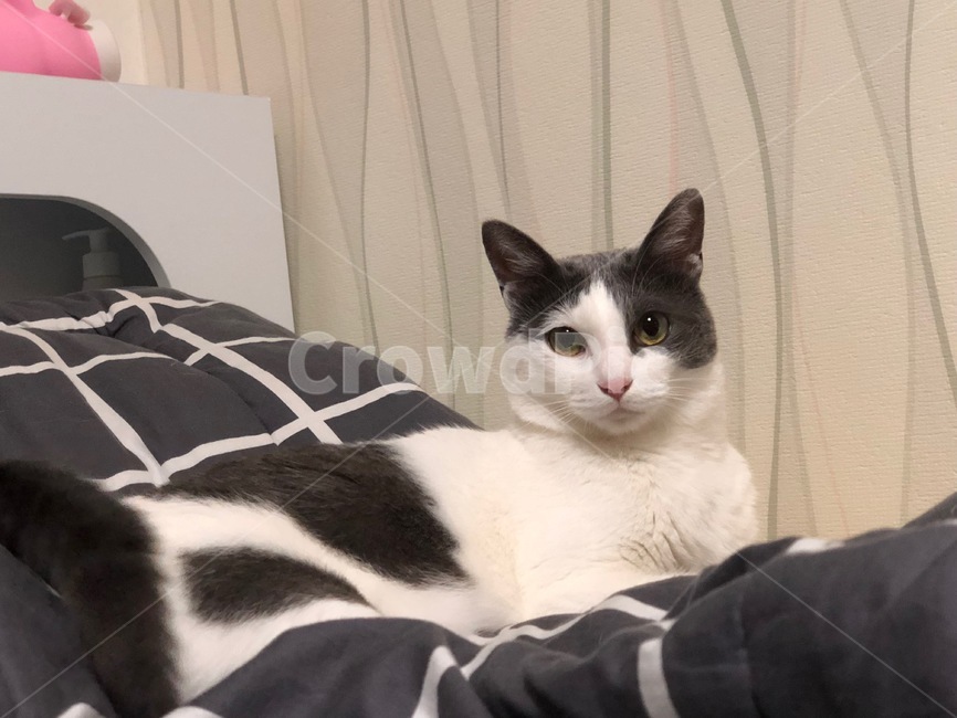 고양이,코숏,집사,동물,편안함
