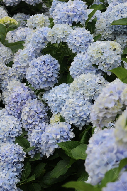 식물,flower,꽃,수국,hydrangea