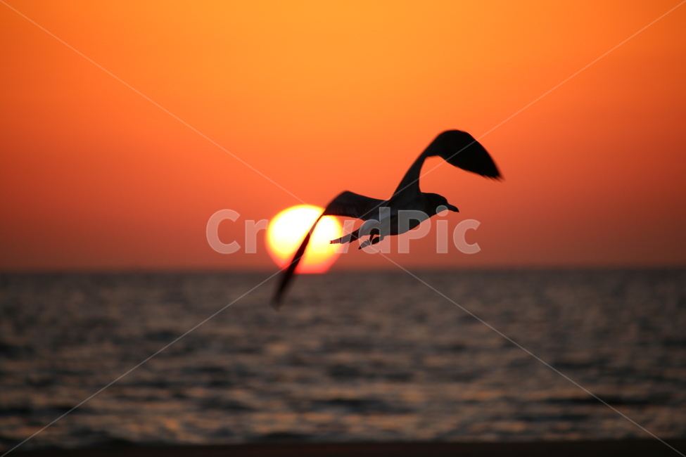 갈매기,일몰,비상,바다,날개,동물,animal,조류,새,birds