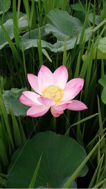 연꽃,꽃,flower,lotus,식물