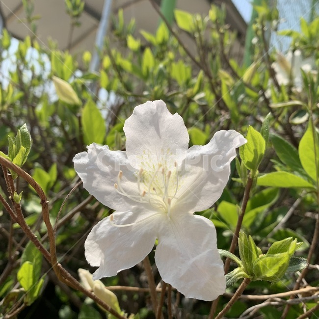 꽃,하얀꽃,자연,식물,plant,꽃,flower