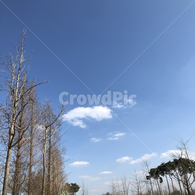 하늘,나무,날씨,구름,맑음,자연,자연,풍경,nature,landscape,tree,plant,식물,outdoors,옥외