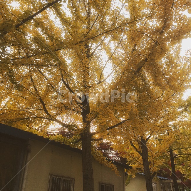 단풍,나무,자연,은행나무,은행,가을,계절,fall,autumn,season,tree,plant,식물,tree trunk,나무 줄기