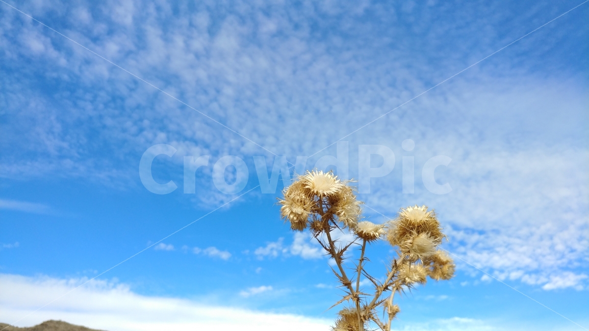 파란하늘,하얀구름,들풀,하늘사랑,자연사랑,라스베가스,미국,네바다,bluesky,whitecloud,wildflower,nature,LasVegas,식물,자연,plants,nature