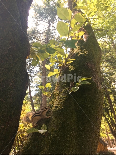 다람쥐,동물,나무,squirrel,chipmunk,tree,animal