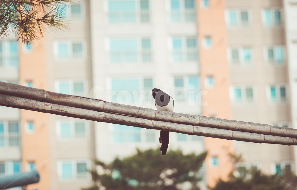 배경화면,효과,animal,동물,까치,갸우뚱,새,bird,동물,animal,조류,새,birds