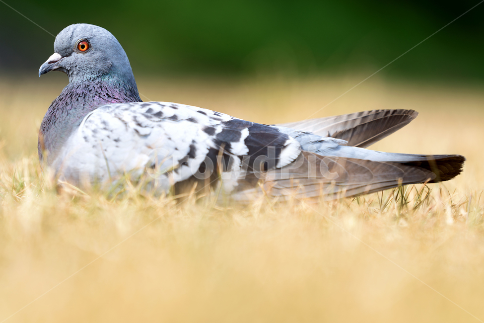 비둘기,새,조류,동물,야생동물,dove,pigeon,animal,bird,동물,animal,조류,새,birds