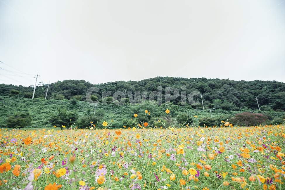 코스모스,꽃밭,가을,황하코스모스,장성,평림댐,가을,계절,fall,autumn,season,자연,풍경,nature,landscape,field,들,outdoors,옥외,grassland,목초지