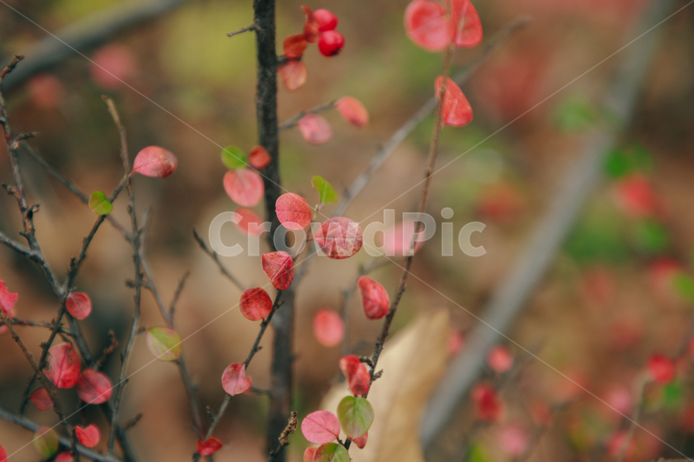 명자나무,꽃,풀,붉은,빨간,잎사귀,식물,자연,plants,nature