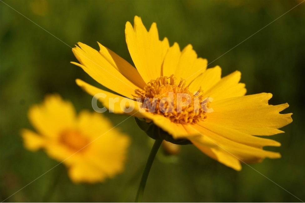 꽃,flower,들꽃,봄,노란색꽃,yellow,식물,자연,plants,nature,꽃,flower