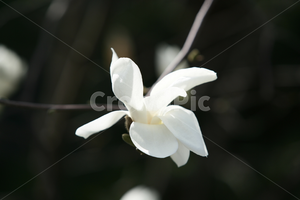 식물,꽃,봄꽃,목련,나무,식물,자연,plants,nature,꽃,flower