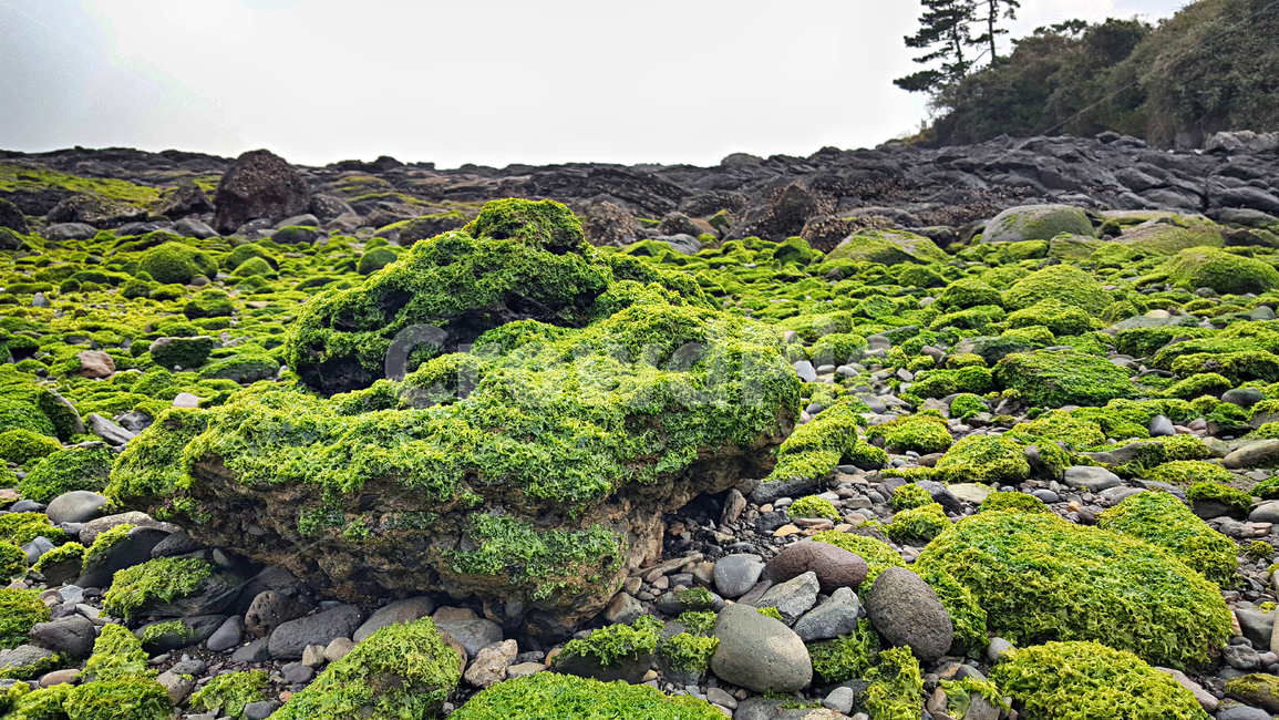 바다,해안,식물,plant,이끼,moss,algae,조류,녹조류
