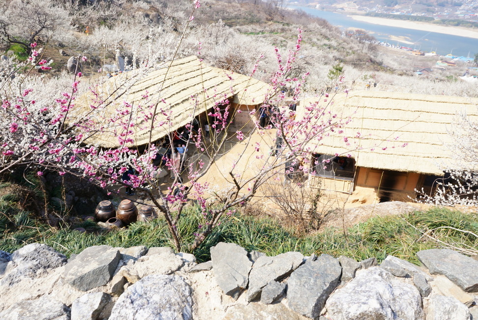 매화마을,매화나무,봄꽃,봄,초가집,봄,계절,spring,season,시골,마을,풍경,landscape,country,rural,town,한국전통,한국문화,korean traditional,korean culture,nature,자연,outdoors,옥외,building,건물