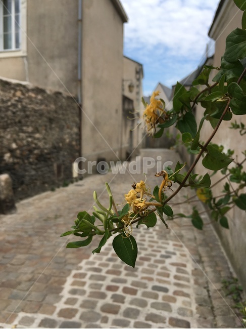 골목길,골목,길,조약돌,집,건축,벽,담장,꽃,식물,앙제,프랑스,alley,road,cobblestone,house,architecture,wall,stonewall,flower,plant,angers,france