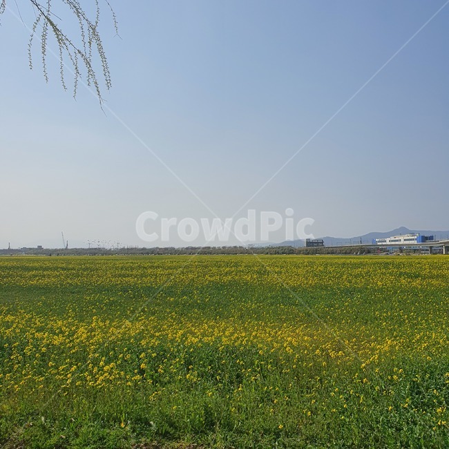 field,들,outdoors,옥외,grassland,목초지,nature,자연,유채꽃,flower,하늘,sky