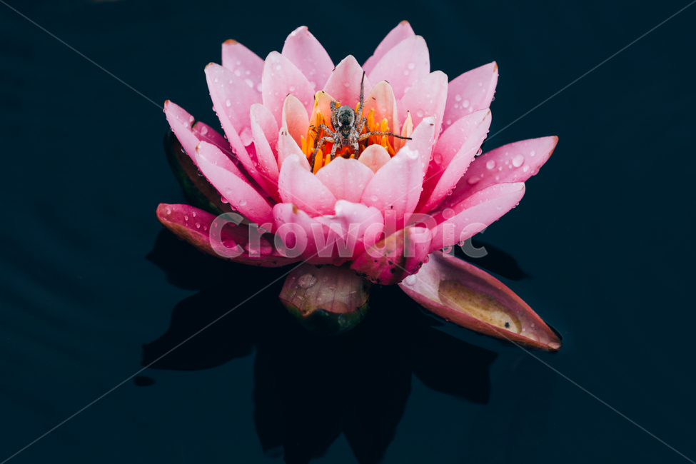 연꽃,거미,비오는날,반영,빗물,이슬,식물,자연,plants,nature,꽃,flower,곤충,벌레,insect,bug