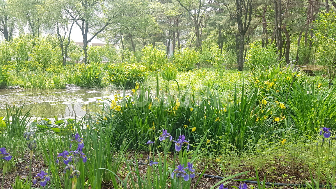 수선화,수목원,수생식물,물에서자라는식물,물에사는식물,시냇물,자연,물,물소리,배경,자연배경,치유,힐링,daffodil,aquaticplants
