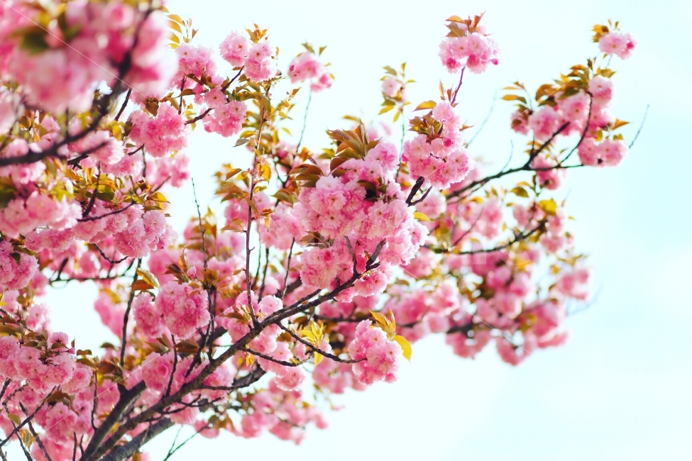 겹벚꽃,봄,벚꽃,여행,풍경,꽃,따뜻함,식물,식물,자연,plants,nature,봄,계절,spring,season,꽃,flower,plant