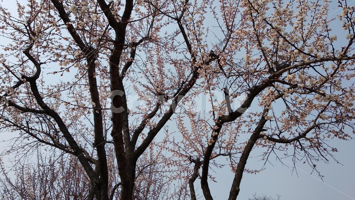 벚꽃,벚꽃나무,봄,바람,편안함