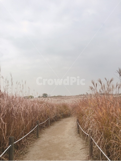 가을,갈대,억새,억새길,갈대길,하늘공원,가을,계절,fall,autumn,season,자연,풍경,nature,landscape,grass,잔디,plant,식물,lawn