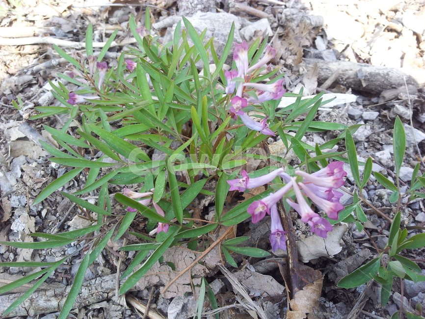 꽃,식물,봄꽃,봄,나팔꽃,식물,자연,plants,nature,꽃,flower