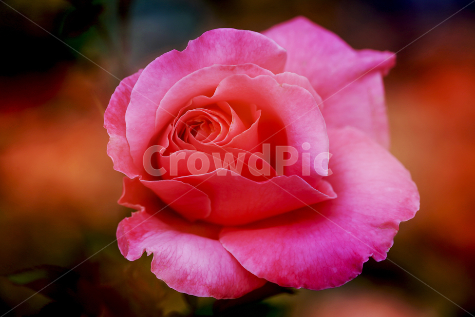 5월,장미,장미속살,장미정원,사랑,식물,자연,plants,nature,꽃,flower