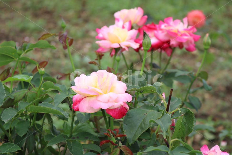 장미,꽃,식물,자연,초록,rose,bara,flower,hana,plants,shokubutsu,nature,green,midori,분홍,pink,pinku,진분홍,식물,자연,plants,nature,꽃,flower