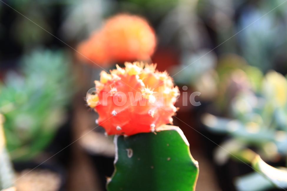 선인장,화분,꽃,식물,plant,식물,자연,plants,nature,꽃,flower