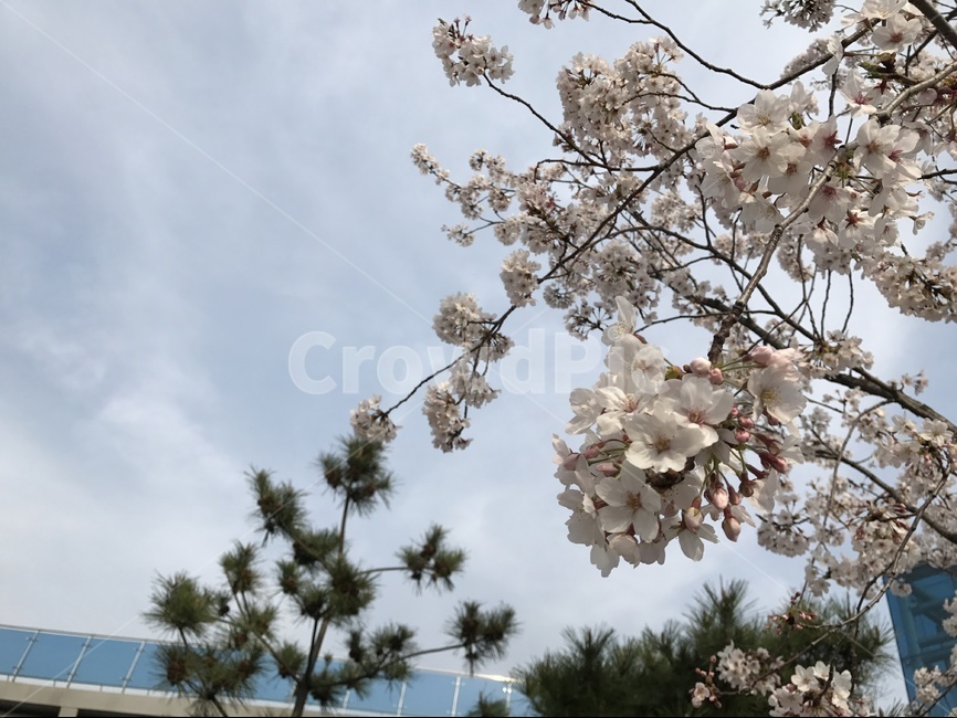 벚나무,포항운하,하늘,사쿠라,벚꽃,봄,계절,spring,season,식물,자연,plants,nature,꽃,flower,plant