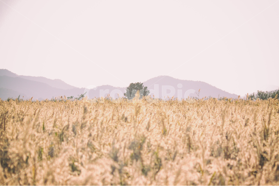 자연,풍경,갈대,갈대밭,식물,순천만,만,reed,plant,nature,landscape,가을,계절,fall,autumn,seasons,bay,suncheonbay,나무,tree,가을,계절,fall,autumn,season,식물,자연,plants,nature,food,음식,vegetable,야채,grain,곡물
