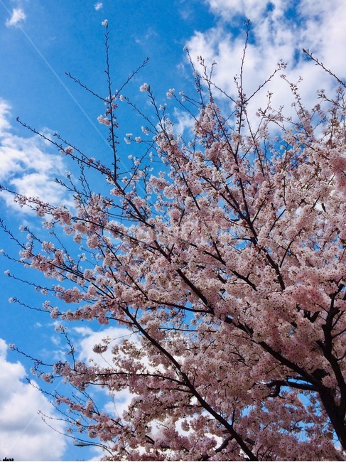 봄,벚꽃,하늘,분홍,축제,맑음,나무,봄,계절,spring,season,plant,식물