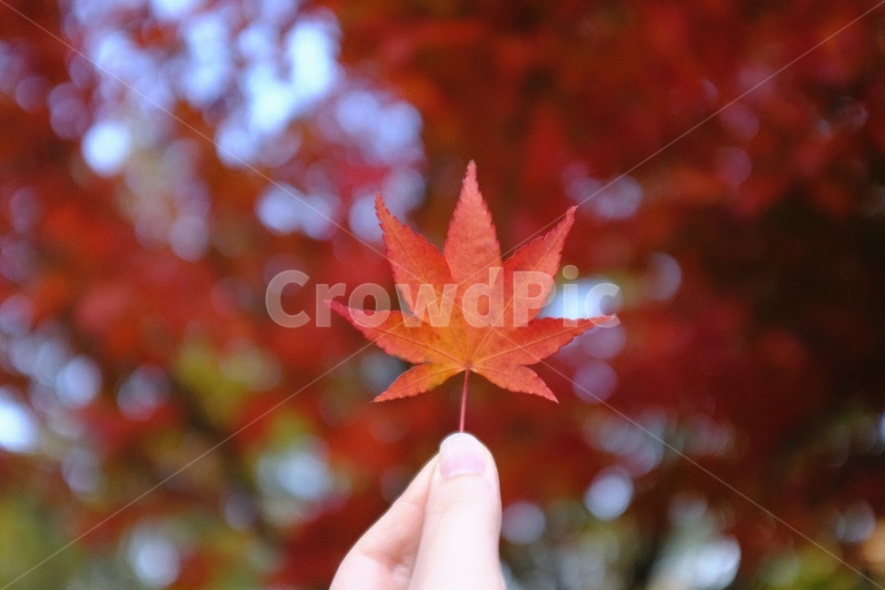 가을,단풍잎,보케,낙엽,손,풍경,가을,계절,fall,autumn,season,신체일부,몸,body,leaf,잎,plant,식물,tree,나무