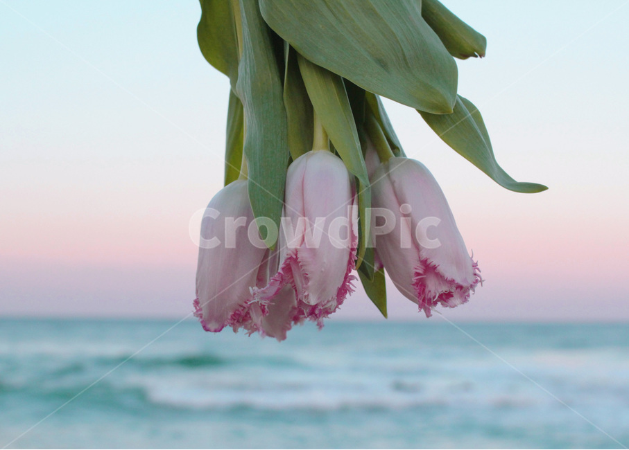 튤립,꽃,자연,바다,식물,nature,flower,plants,감성,감성사진,식물,자연,plants,nature,꽃,flower,기념일,축하,anniversary,congratulation,celebrate,celebration,감성,sensible,feeling,색깔,색상,색채,색감,color sense,color sensitivity,feeling of color