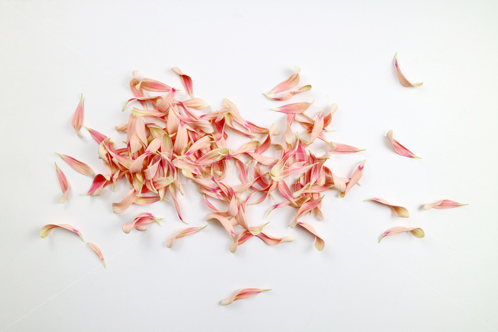 꽃잎,백그라운드,식물,자연,계절,봄,꽃,배경,배경이미지,내추럴,flower,nature,flora,background