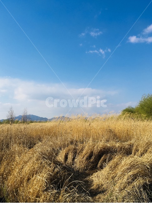 nature,자연,outdoors,옥외,field,들,grassland,목초지,갈대,하늘,구름,reed