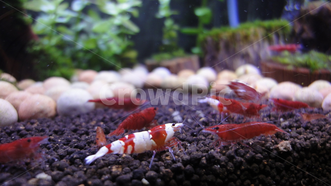 crs새우,어항,체리새우,관상새우,물고기,빨강,초록,흰색,흑색,red,white,green,black,물,water,Shrimp,동물,animal