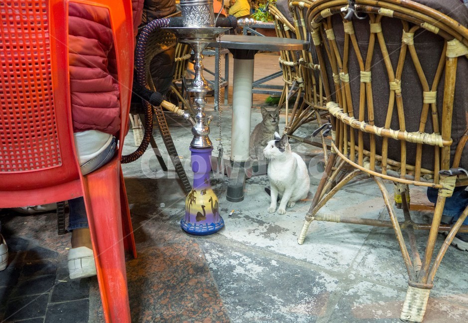 이집트,egypt,카이로,cairo,물담배,이집트카페,길고양이,흰고양이,sisha,동물,animal,포유류,mammal,고양이,cat,kitten,kitty
