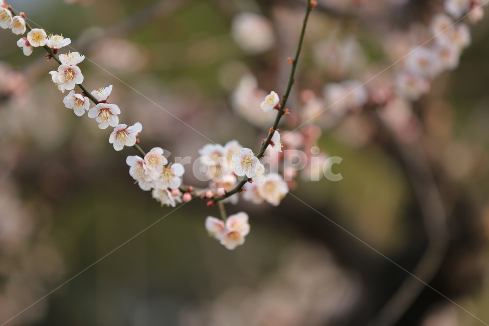 꽃,매화,식물,자연,봄,봄,계절,spring,season,식물,자연,plants,nature,꽃,flower,plant