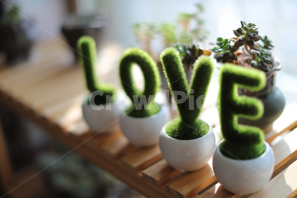 인테리어,배경화면,인테리어소품,사랑,러브,식물,자연,plants,nature,실내용화초,화분,화초,house plant,감정표현,기분,feeling,emotion,감성,sensible,인테리어,실내디자인,interior design