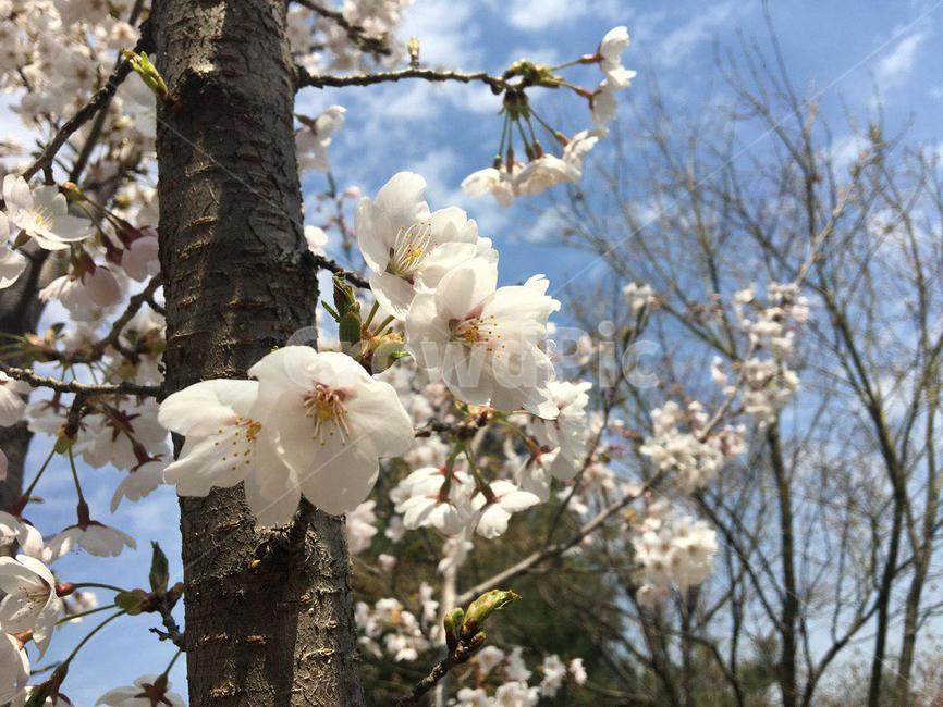 벚꽃,벚꽃놀이,꽃,꽃놀이,벚꽃길,안산벚꽃,봄,봄,계절,spring,season,식물,자연,plants,nature,꽃,flower,plant,cherry blossom,blossom