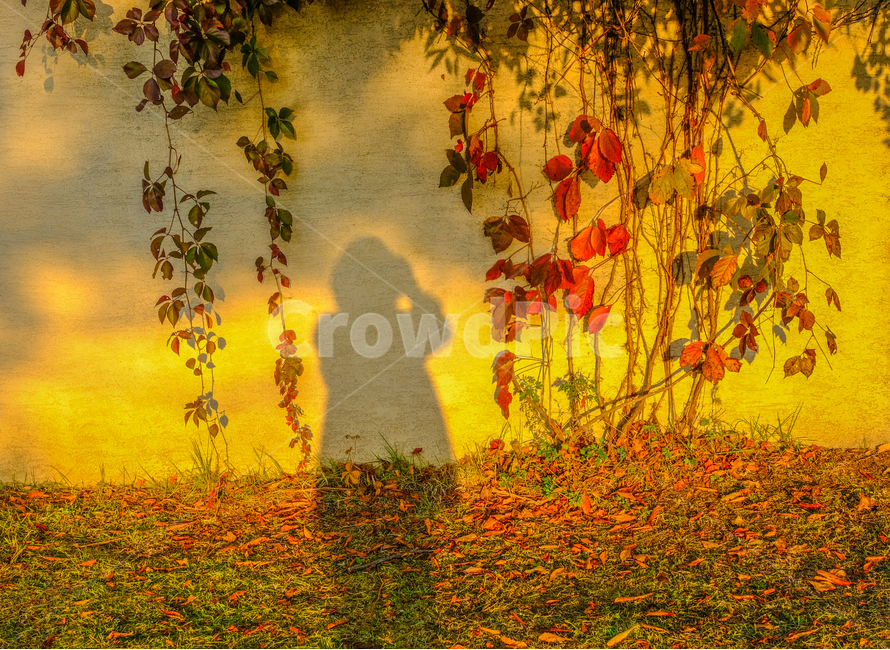 가을,나무,그림자,담쟁이,계절,낙엽,사람,감성,햇살,가을,계절,fall,autumn,season,식물,자연,plants,nature,사람,인물,인간,human,person,인물실루엣,사람실루엣,character silhouette,human silhouette,art,미술,painting,그림,outdoors,옥외,scenery,풍경