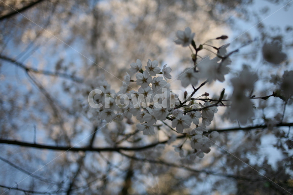 벚꽃,꽃,cherryblossom,flower,식물,plant,blossom