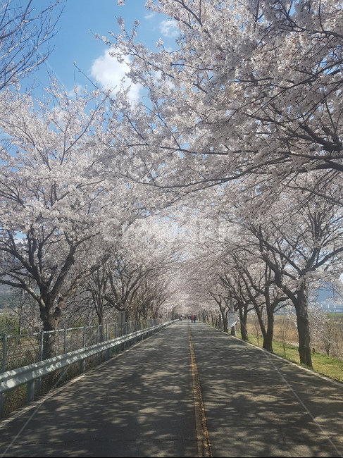 풍경,하늘,벚꽃,꽃길,봄,나무,봄,계절,spring,season,자연,풍경,nature,landscape,plant,식물