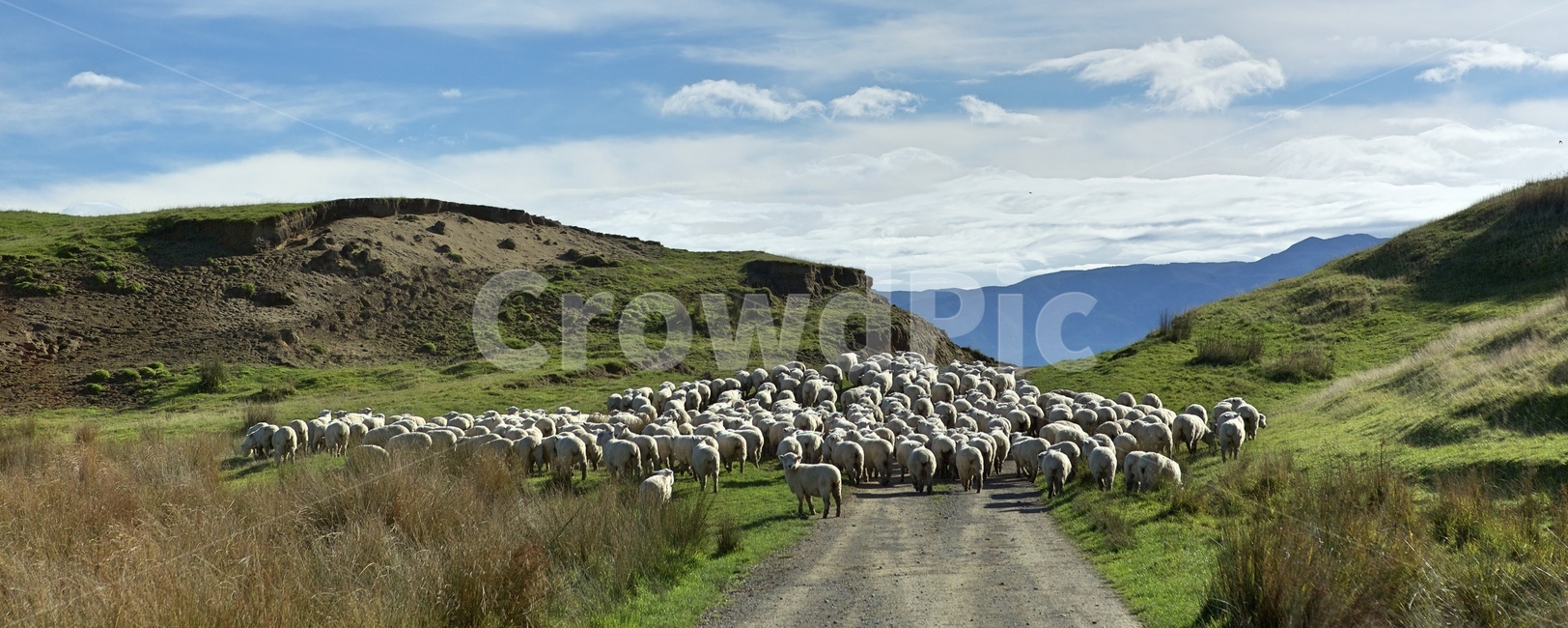 양,하늘,떠남,양무리,nature,자연,목축업,목장,livestock farming,ranching,pasture