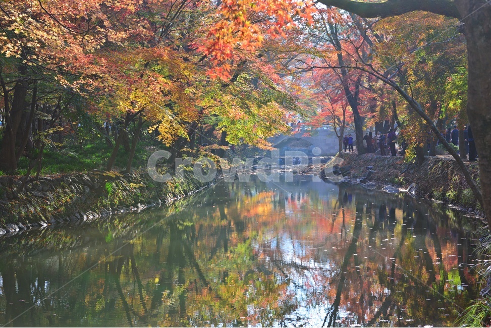 고창,선운사,도솔천,선운사가을,도솔천만추,계곡,가을,계절,추색,추경,만추,경치,경관,풍경,water,물,leaf,잎,nature,자연,outdoors,옥외,maple,단풍,plant,식물,tree,나무,treetrunk,나무줄기
