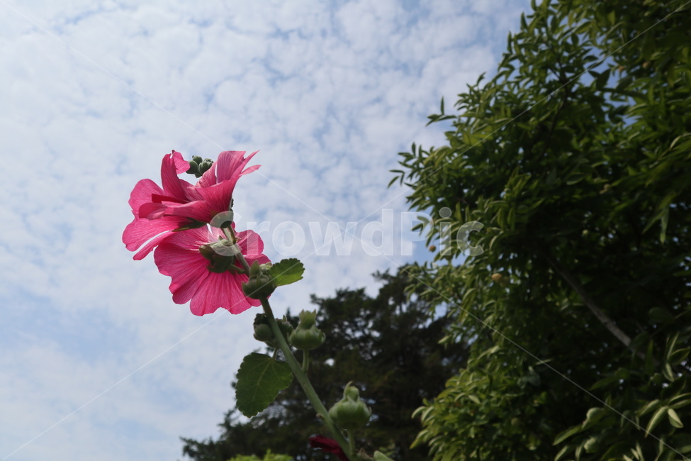 꽃,길거리꽃,분홍색꽃,분홍꽃,분홍색,핑크꽃,식물,자연,plants,nature,꽃,flower