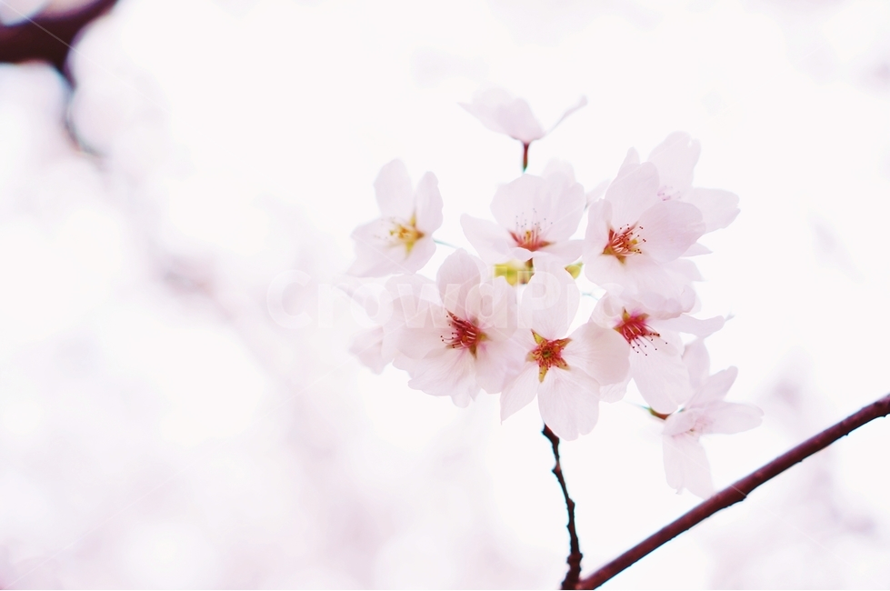 벚꽃,벚꽃나무,봄,봄꽃,벚꽃잎,봄,계절,spring,season,식물,자연,plants,nature,꽃,flower,plant,blossom